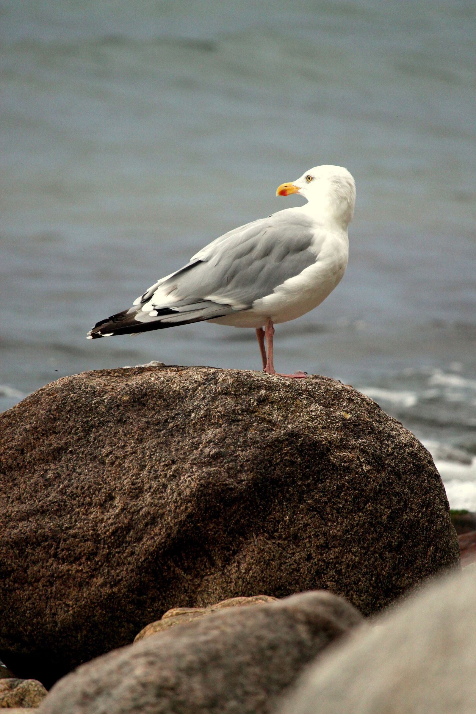 Canon EF-S 55-250mm F4-5.6 IS STM sample photo. Seagull, sea, seevogel photography