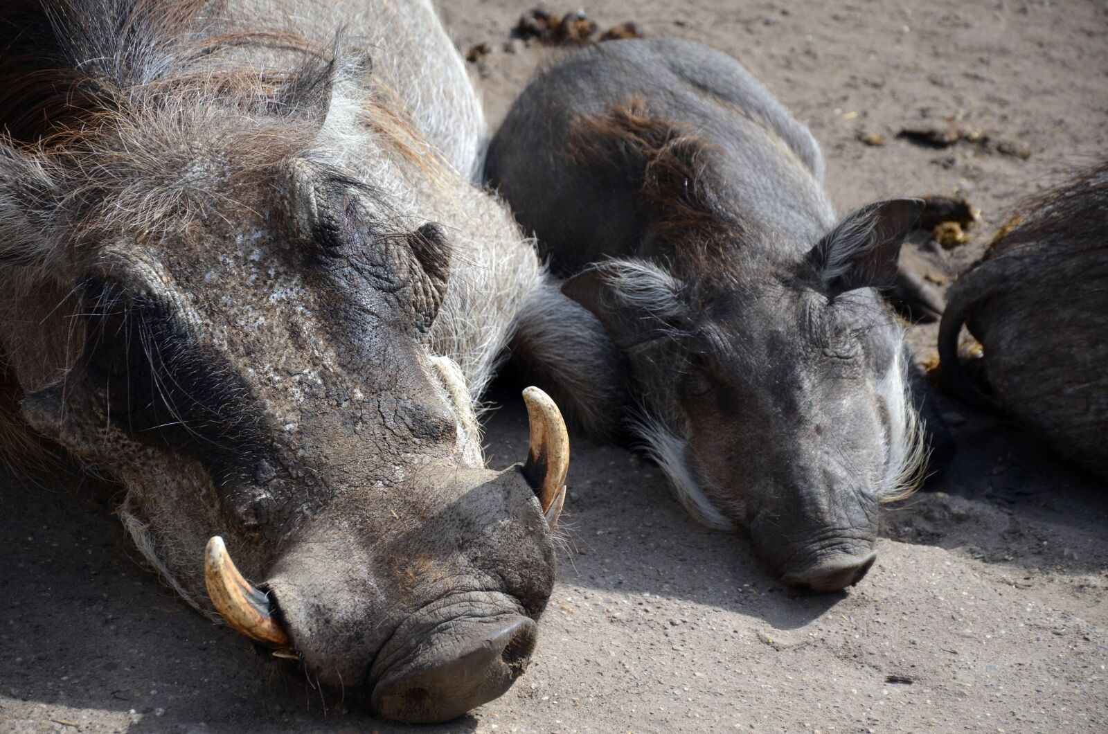 Nikon D5100 sample photo. Warthog, pumbaa, zoo photography