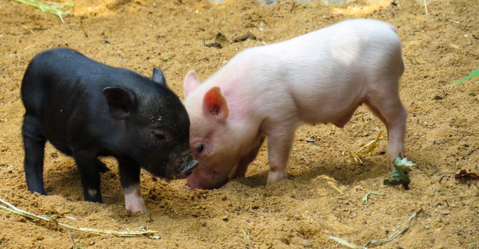 Canon PowerShot SX50 HS sample photo. Animal, pig, piglet photography