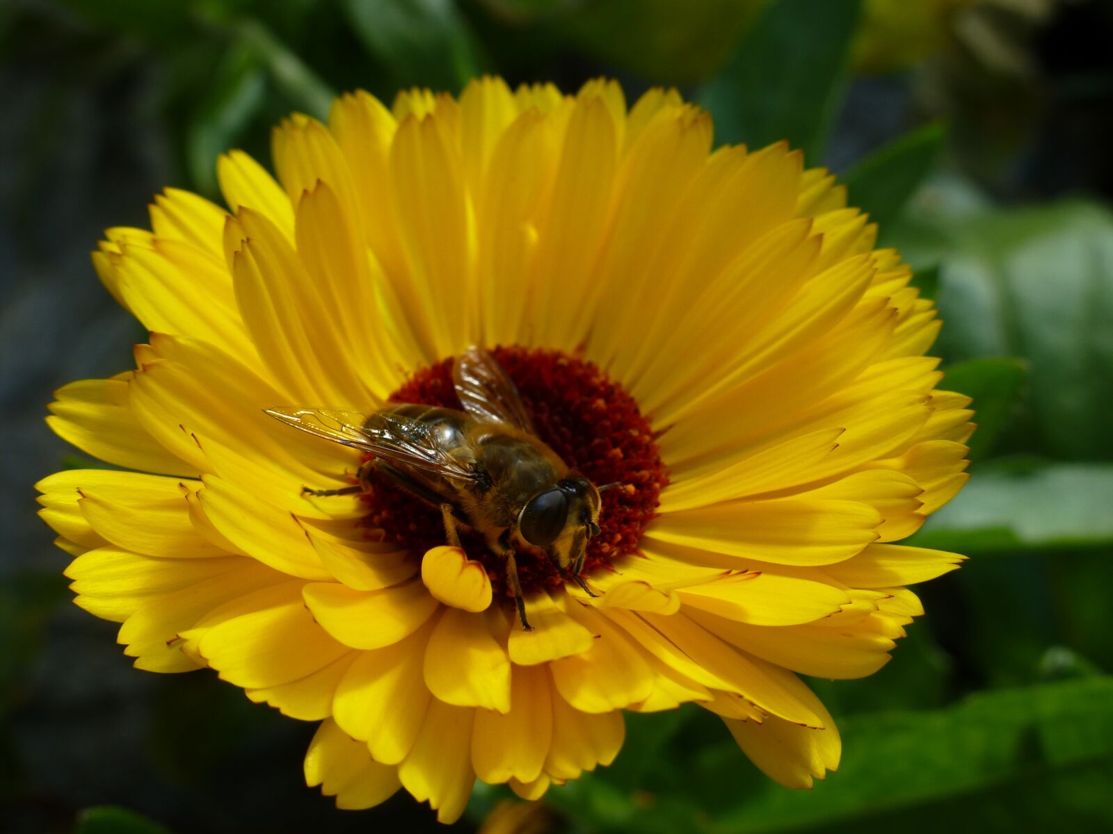 Panasonic DMC-TZ31 sample photo. Marigold, yellow, bee photography