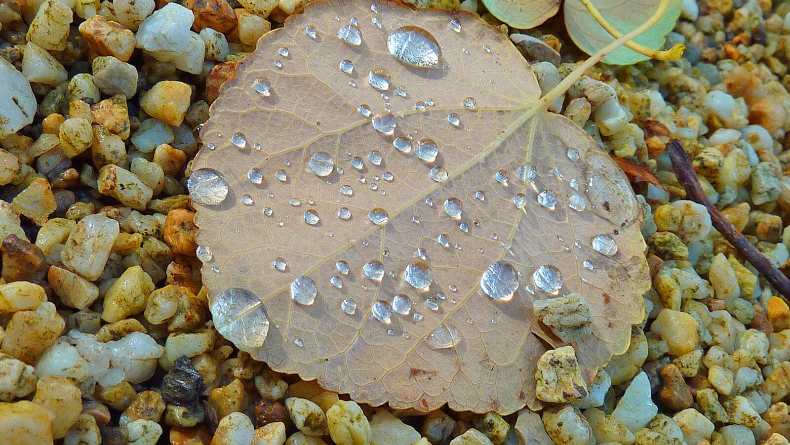 Panasonic DMC-TZ7 sample photo. Fall leaves, autumn, autumn photography