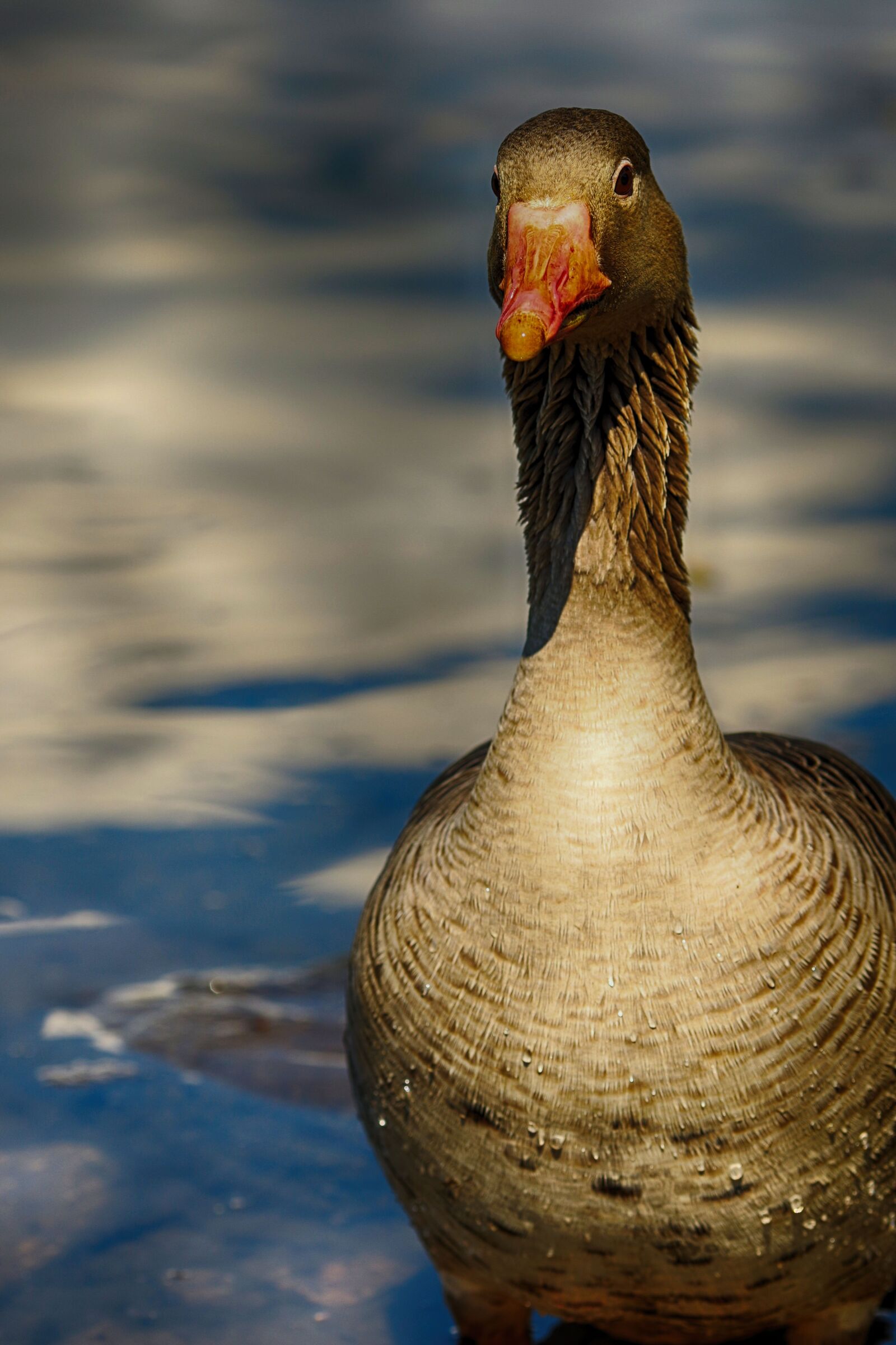 Canon EOS 7D Mark II + Canon EF 135mm F2L USM sample photo. Goose, and, bird photography
