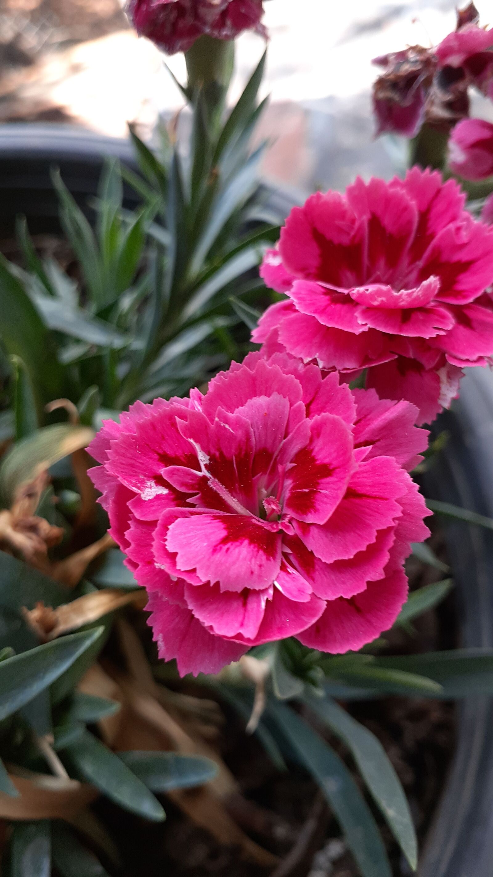 Samsung Galaxy A20 sample photo. Clove, flower, flowerpot photography