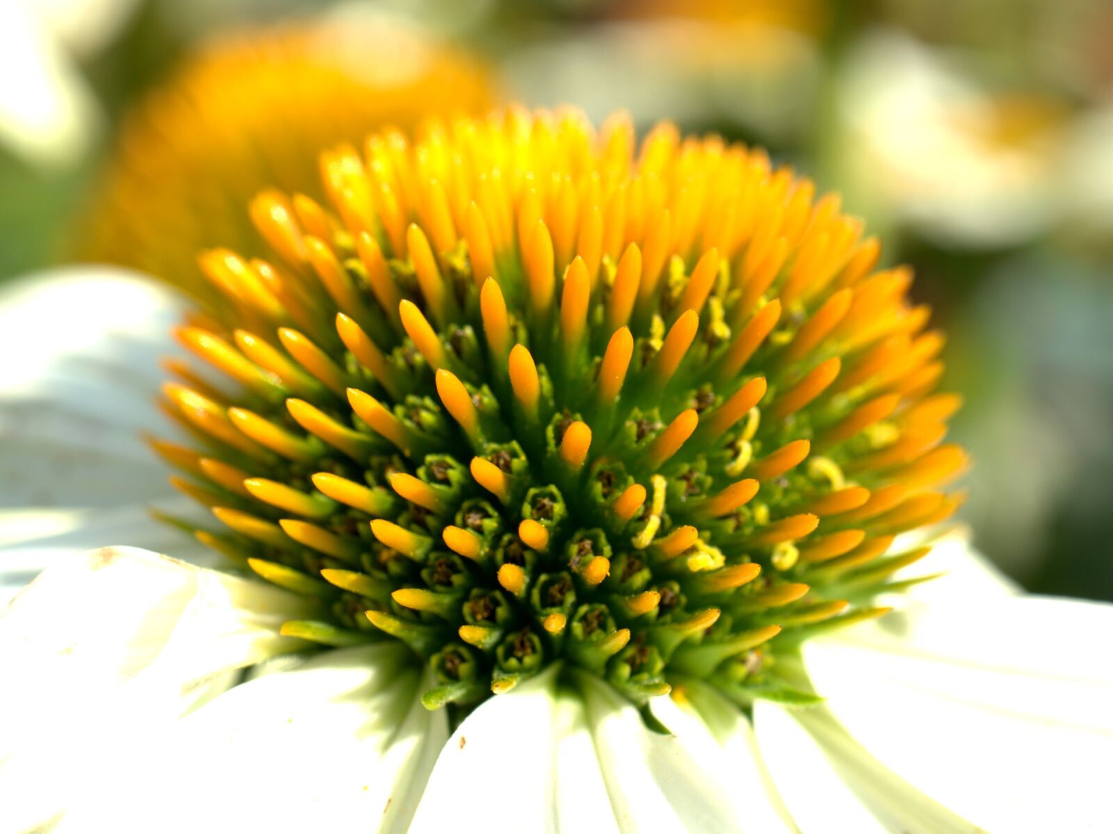 Sony FE 50mm F2.8 Macro sample photo. Coneflower, flower, blossom photography