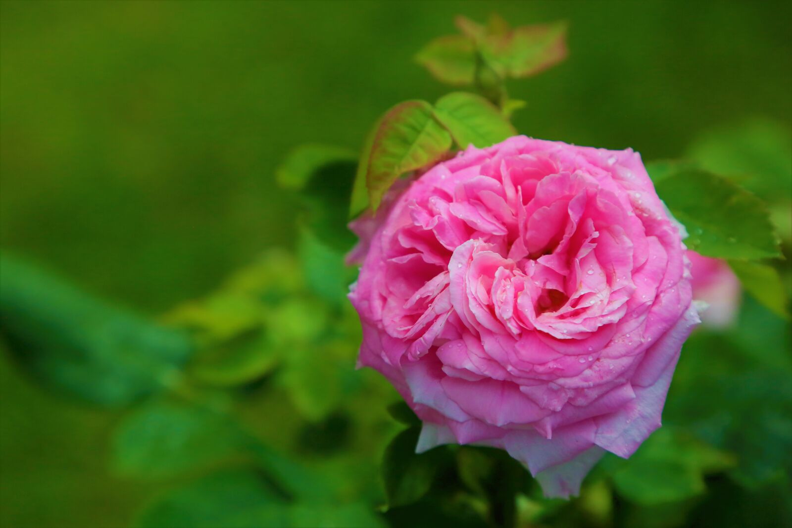 Canon EF 24-105mm F4L IS USM sample photo. Rose, spring, nature photography