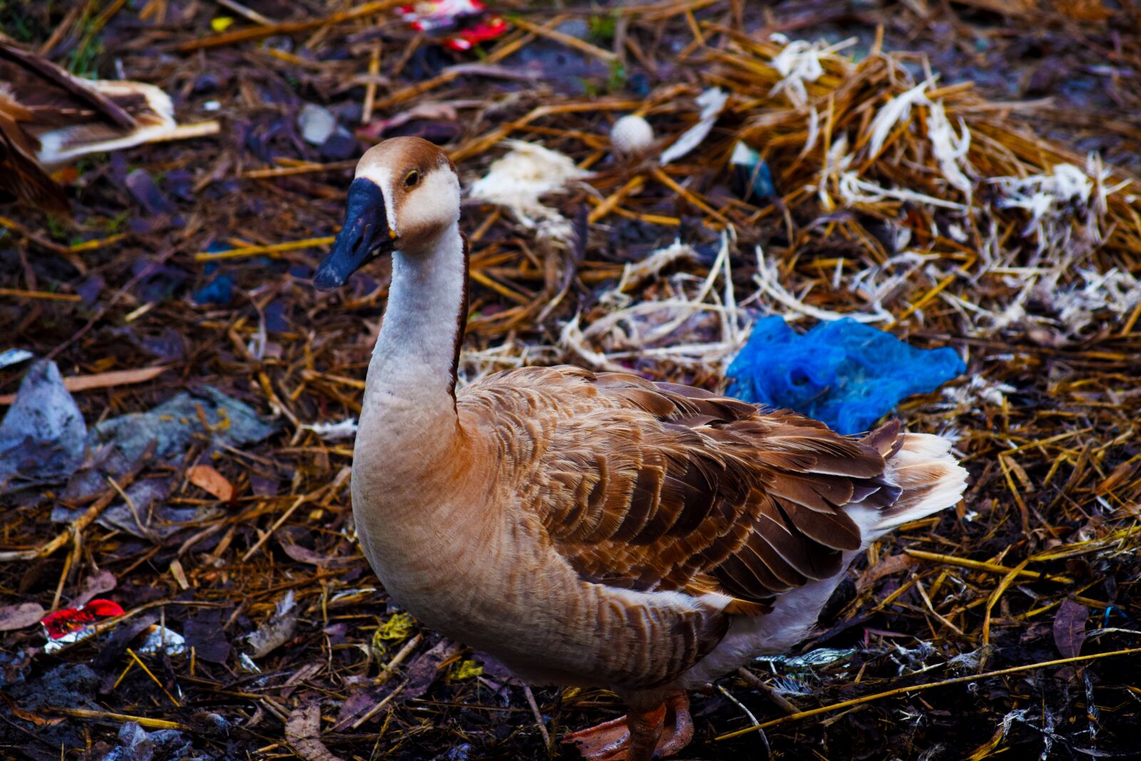 Nikon D5300 sample photo. Swan, bird, beak photography