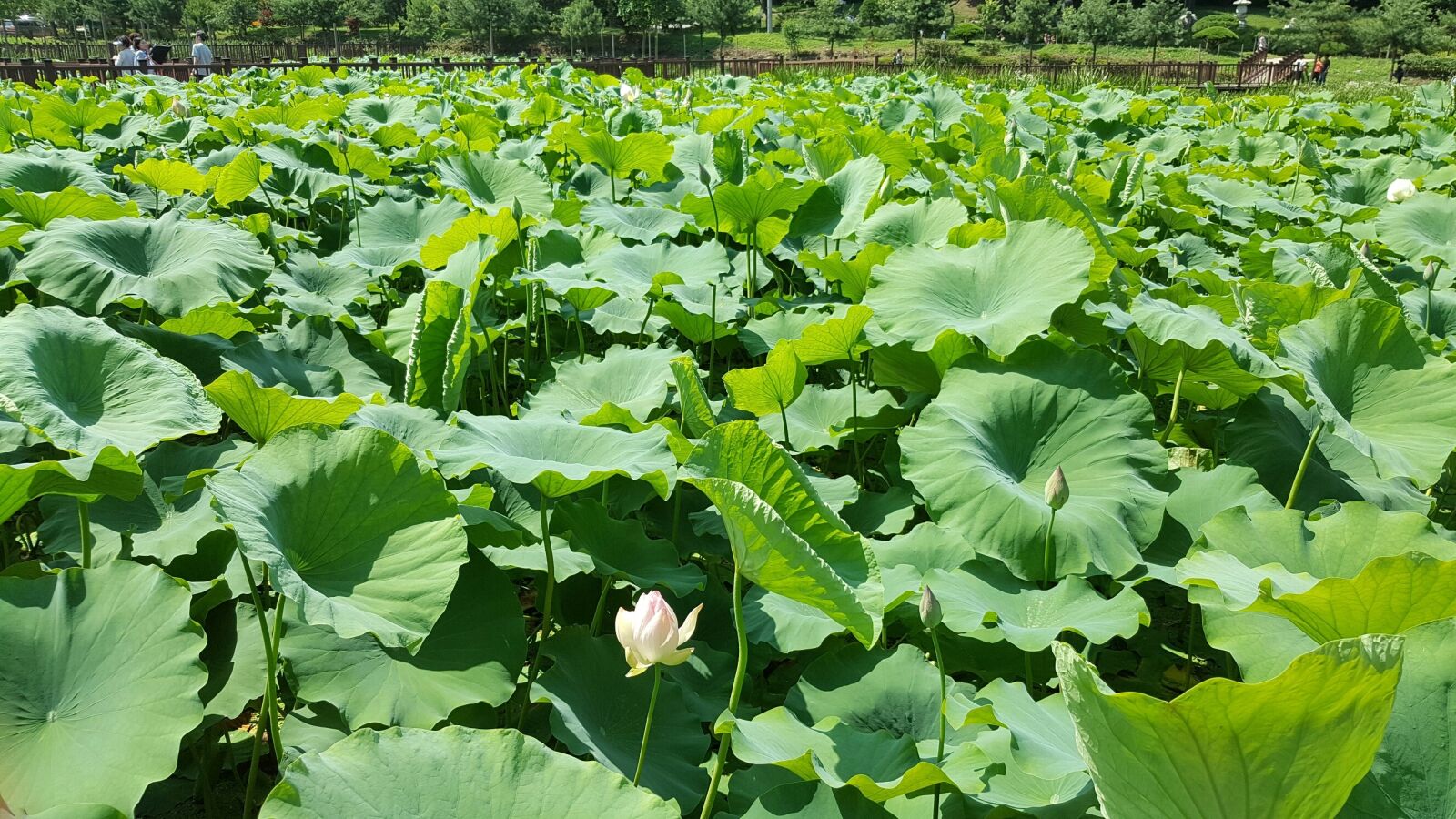 Samsung Galaxy Note5 sample photo. Lotus, pond photography