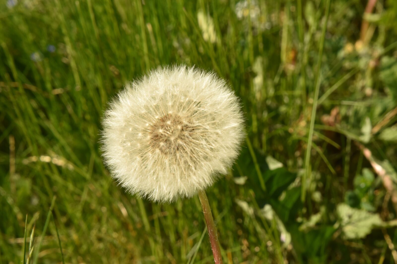 Nikon D810 sample photo. Dandelion, spring, nature photography