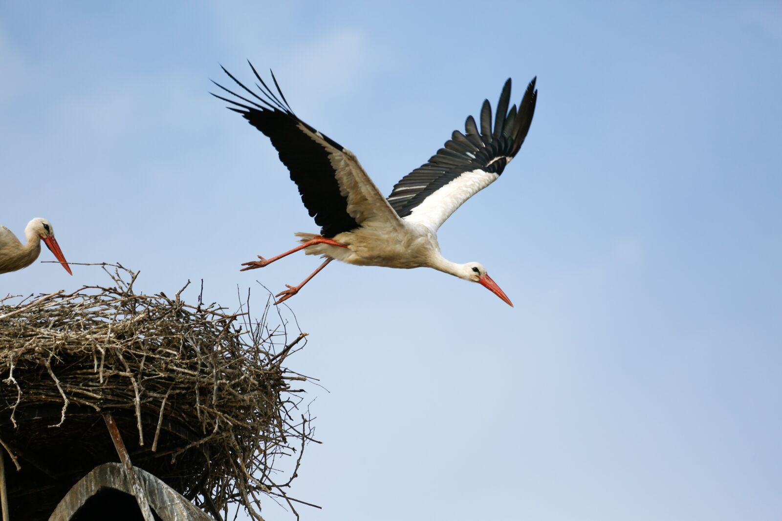 Canon EF 100-400mm F4.5-5.6L IS USM sample photo. Stork, storchennest, adebar photography