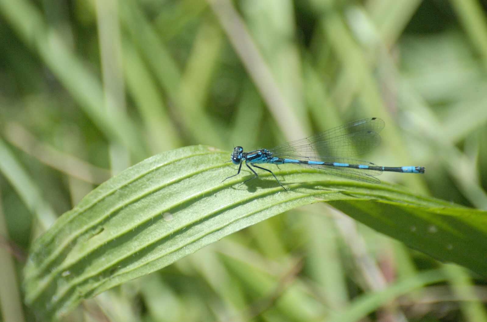 Nikon D70 sample photo. Dragonfly, small dragonfly, azure photography