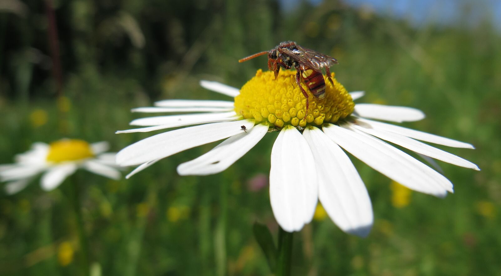 Canon PowerShot G16 sample photo. Margarite, wasp, flower photography