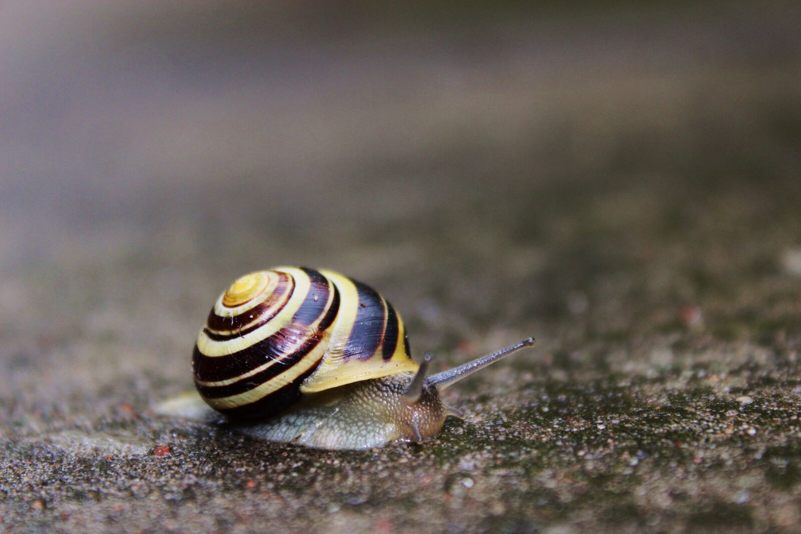 Canon EOS 1300D (EOS Rebel T6 / EOS Kiss X80) sample photo. Snail, a house for photography