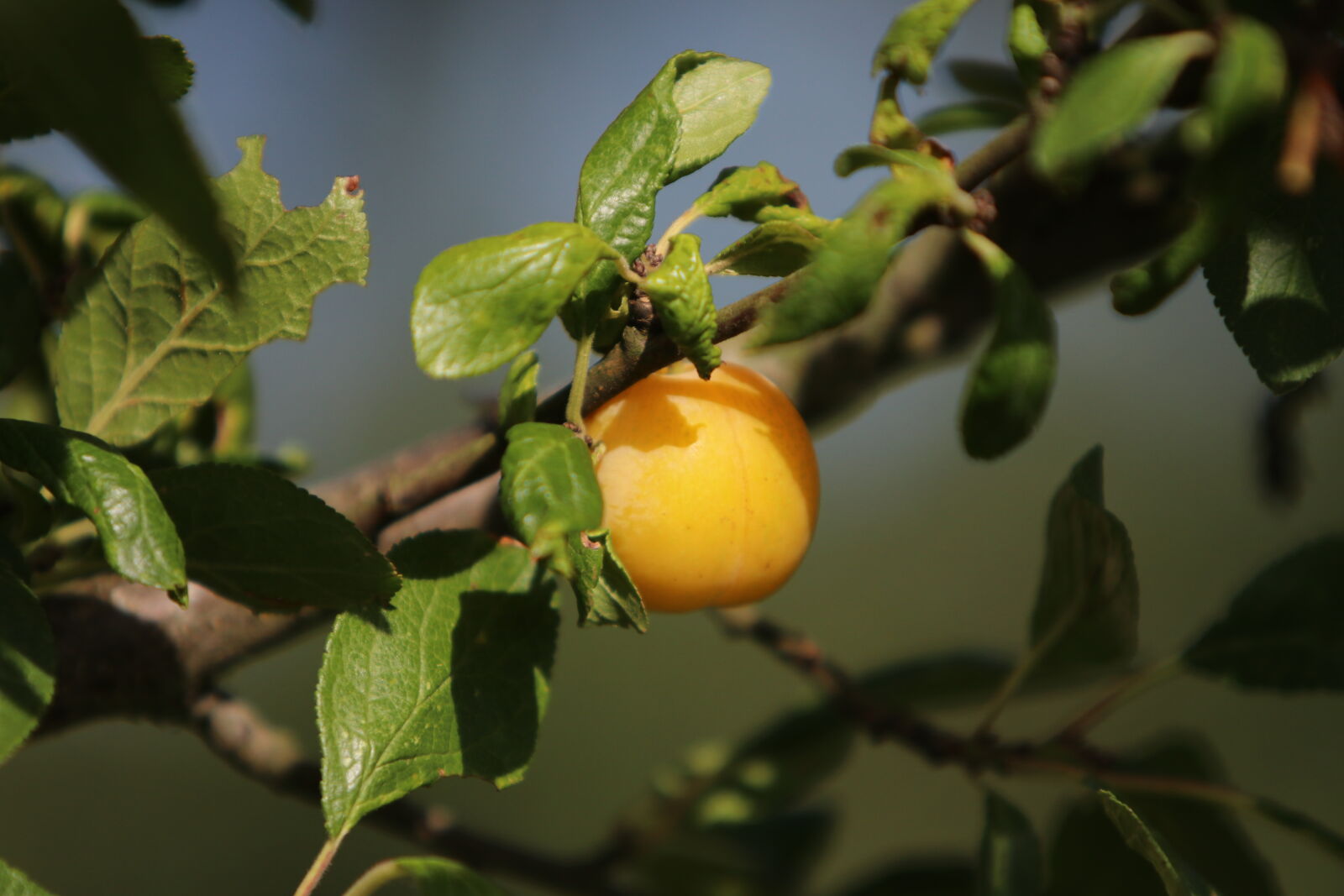 Canon EOS 80D sample photo. Fruit, fruta, prune, obst photography