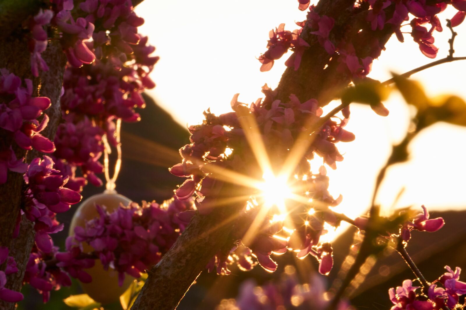 Sony E 55-210mm F4.5-6.3 OSS sample photo. Backlighting, sun, sunset photography