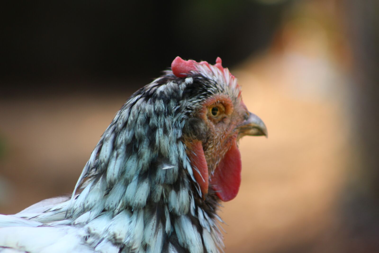 Canon EF75-300mm f/4-5.6 sample photo. Chicken, hen, poultry photography