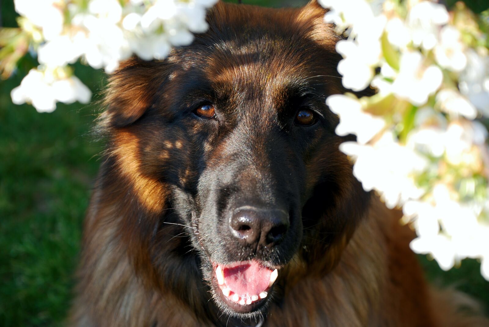 Nikon D80 sample photo. Sch fer dog, dog photography