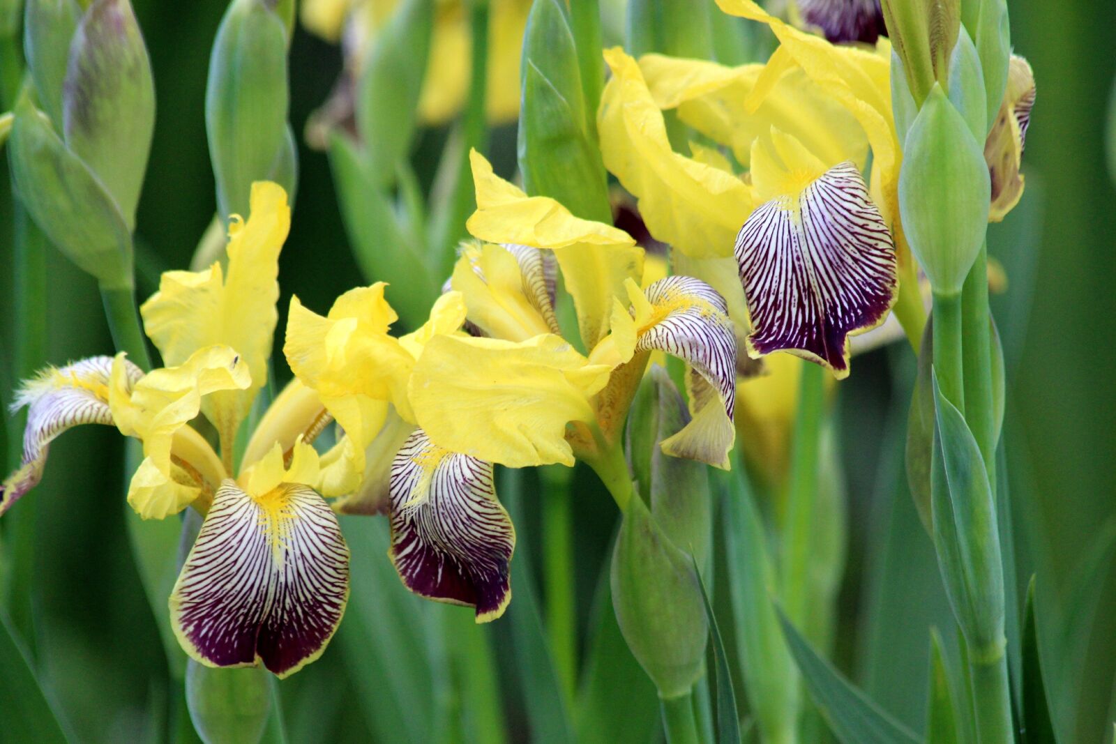 Canon EOS 650D (EOS Rebel T4i / EOS Kiss X6i) sample photo. Irises, flowers, plant photography