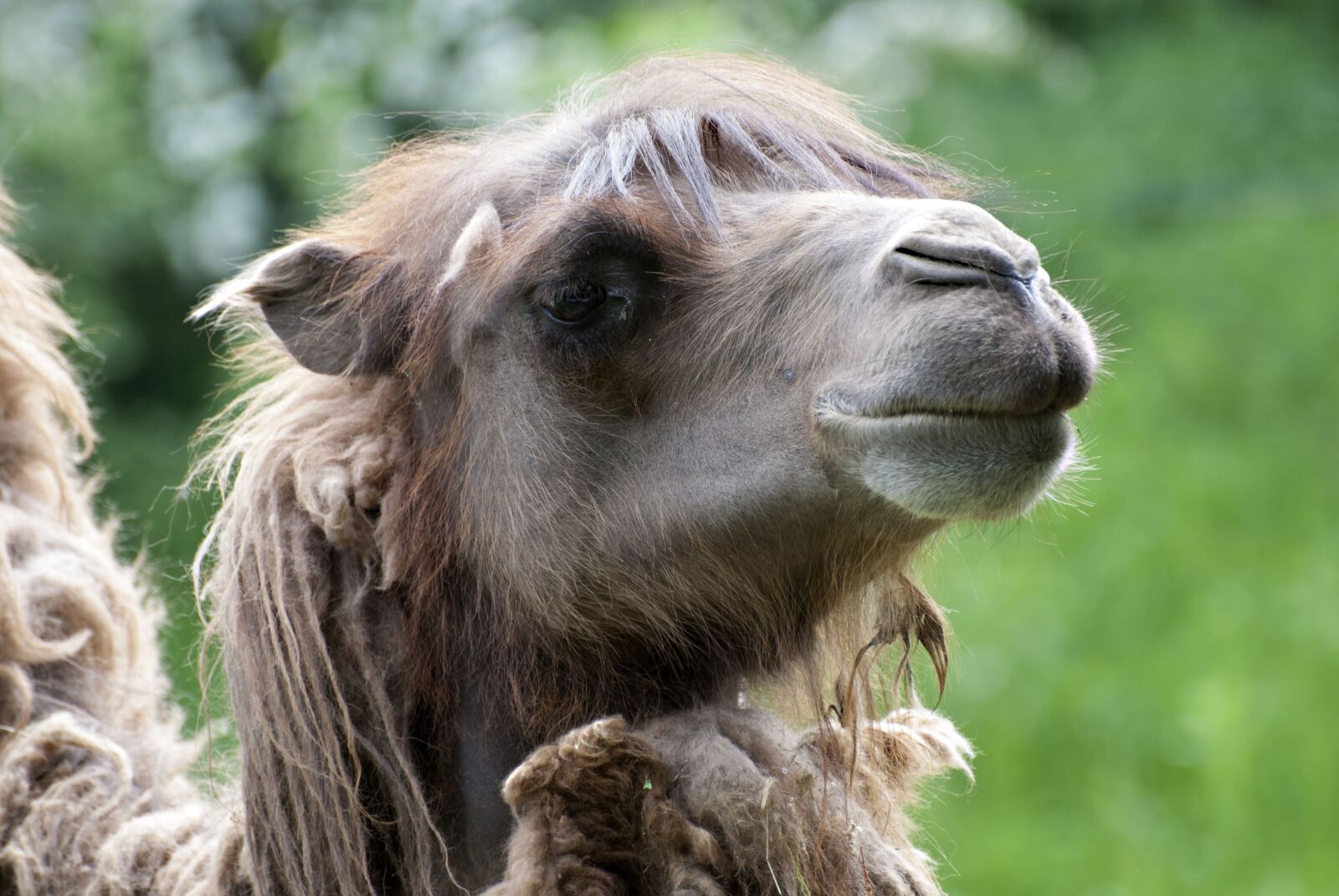Nikon D80 sample photo. Camel, animals, funny photography