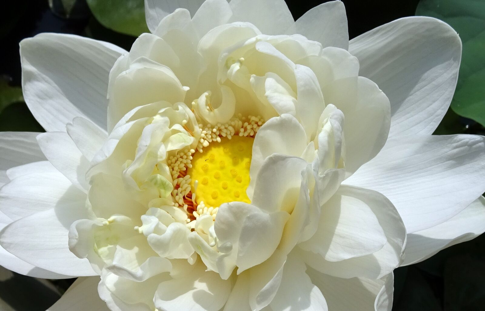 Sony DSC-HX60V sample photo. Lotus, flower, nelumbo nucifera photography