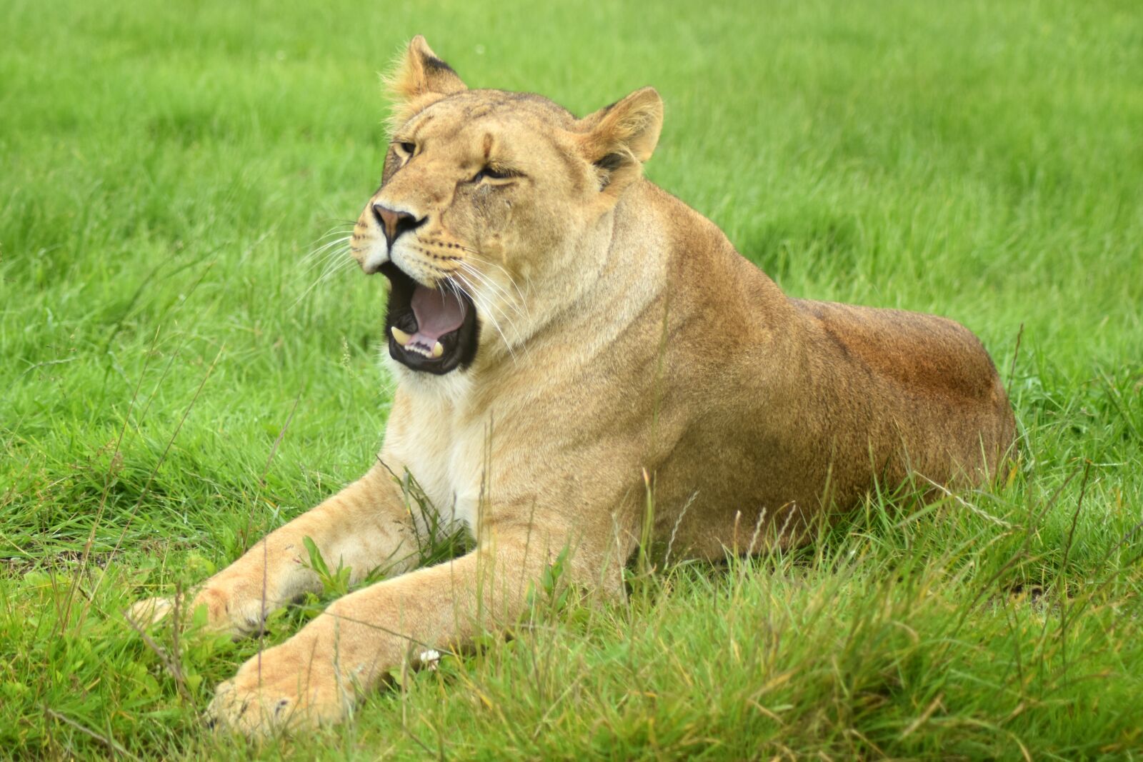 Nikon D7200 sample photo. Lion, lioness, animal photography