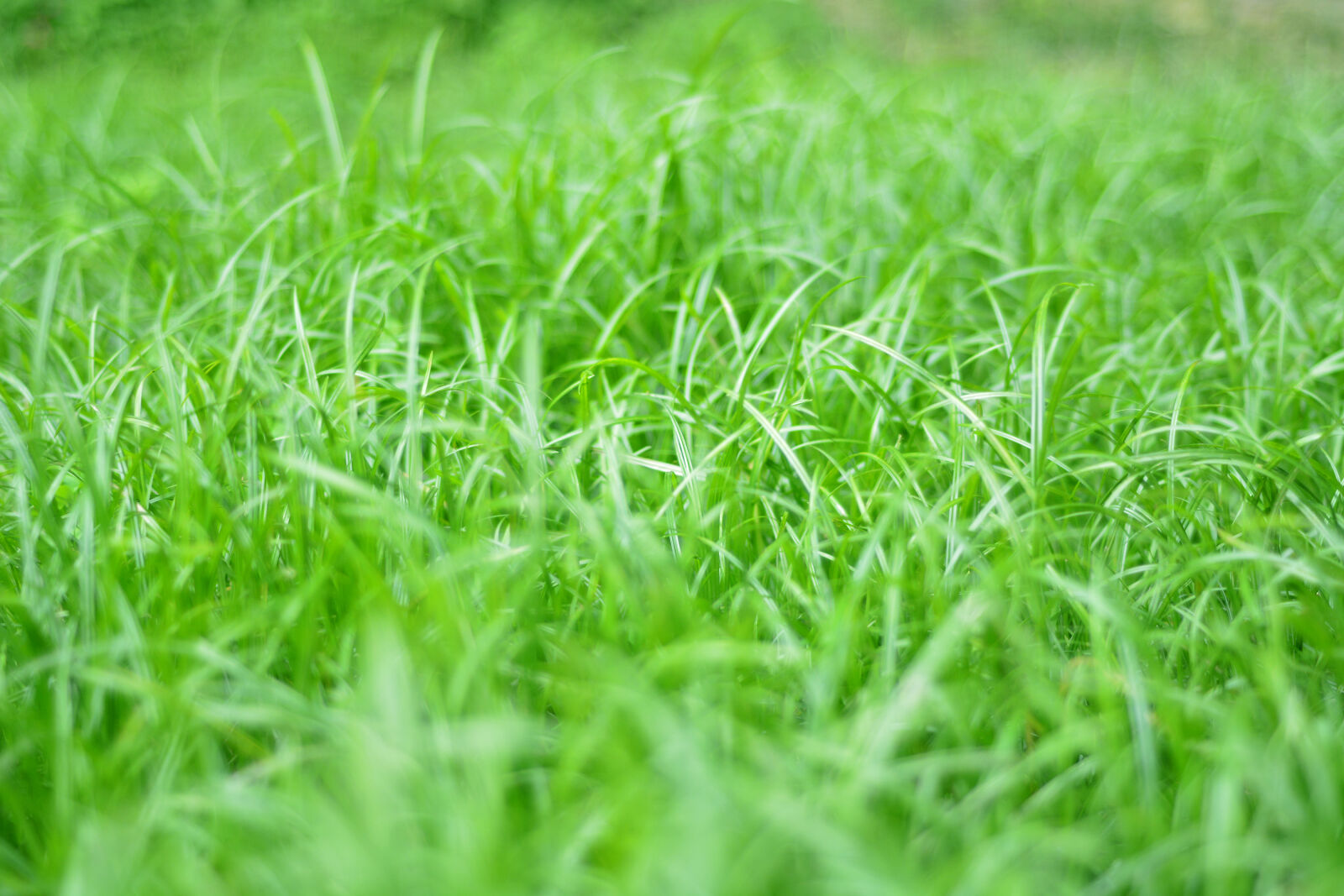 Nikon D7100 sample photo