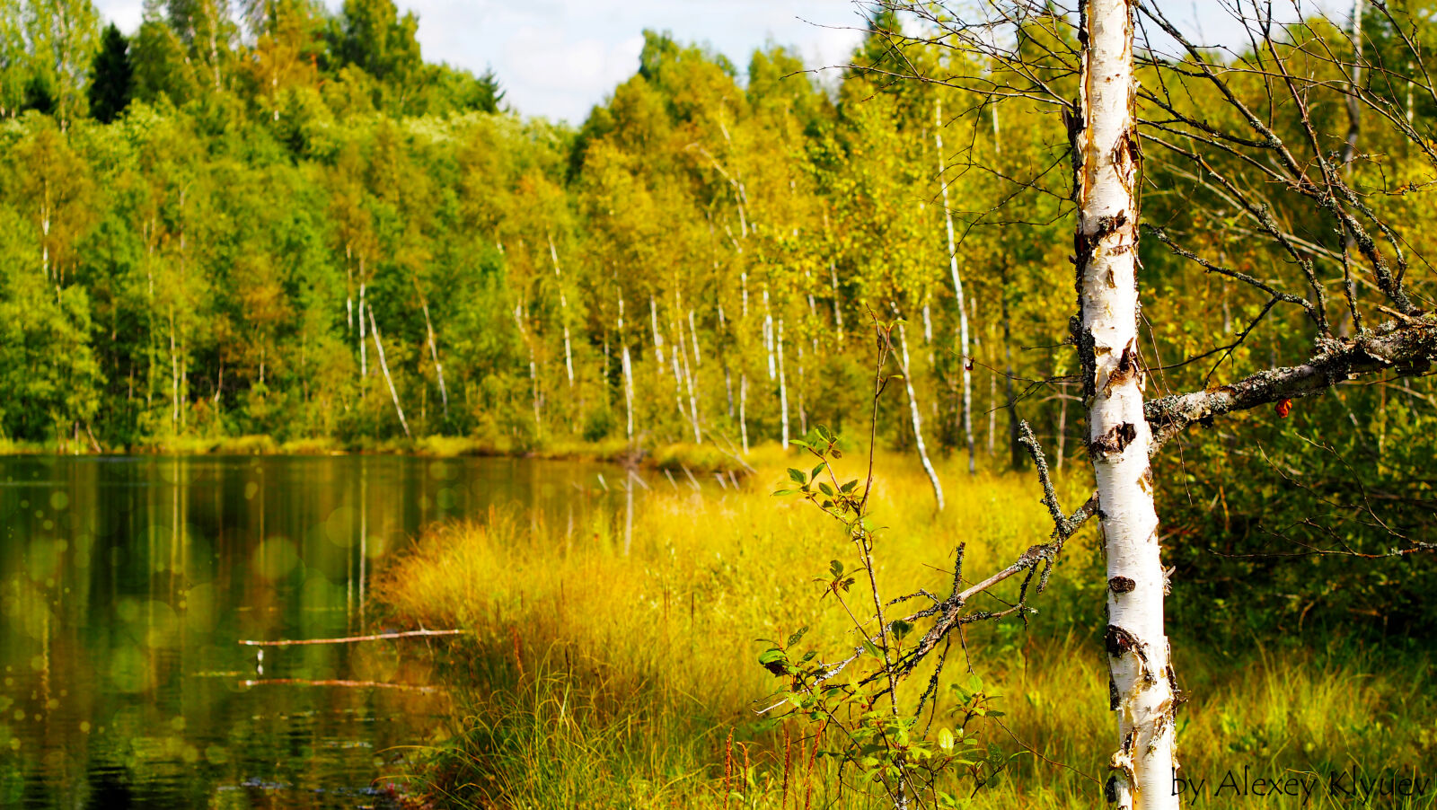 Olympus PEN E-P3 sample photo. Autumn, trees, birch, calm photography
