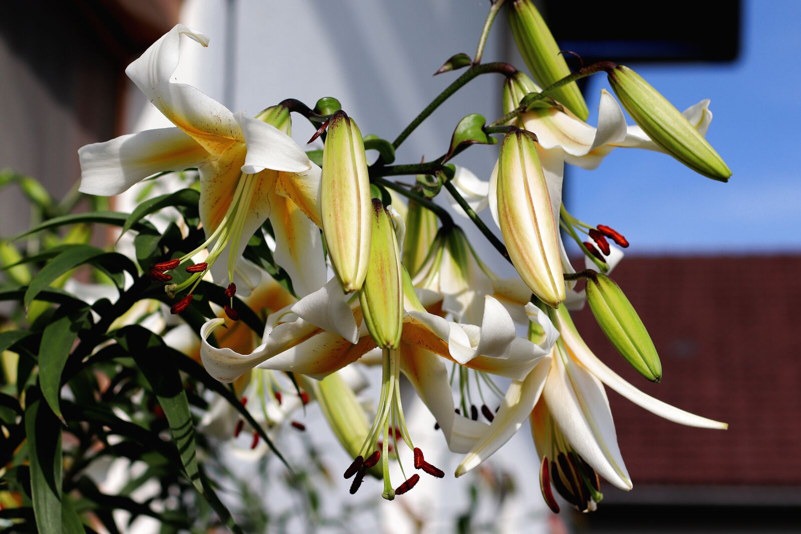 Canon EF 50mm F1.4 USM sample photo. Lily, flowers, pistil photography