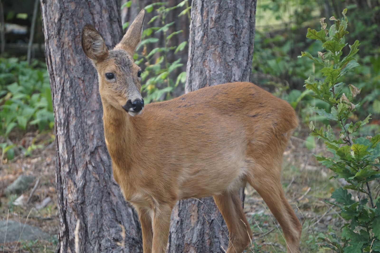 Sony E 55-210mm F4.5-6.3 OSS sample photo. Roe deer, pine, forest photography
