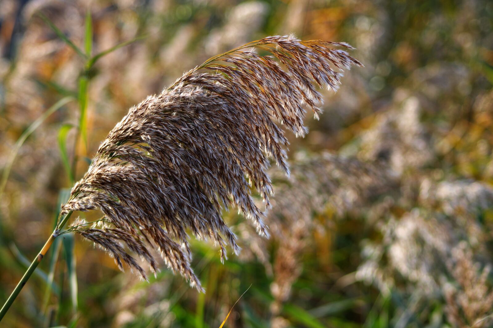 Canon EOS 2000D (EOS Rebel T7 / EOS Kiss X90 / EOS 1500D) sample photo. Reed, plant, badesee photography