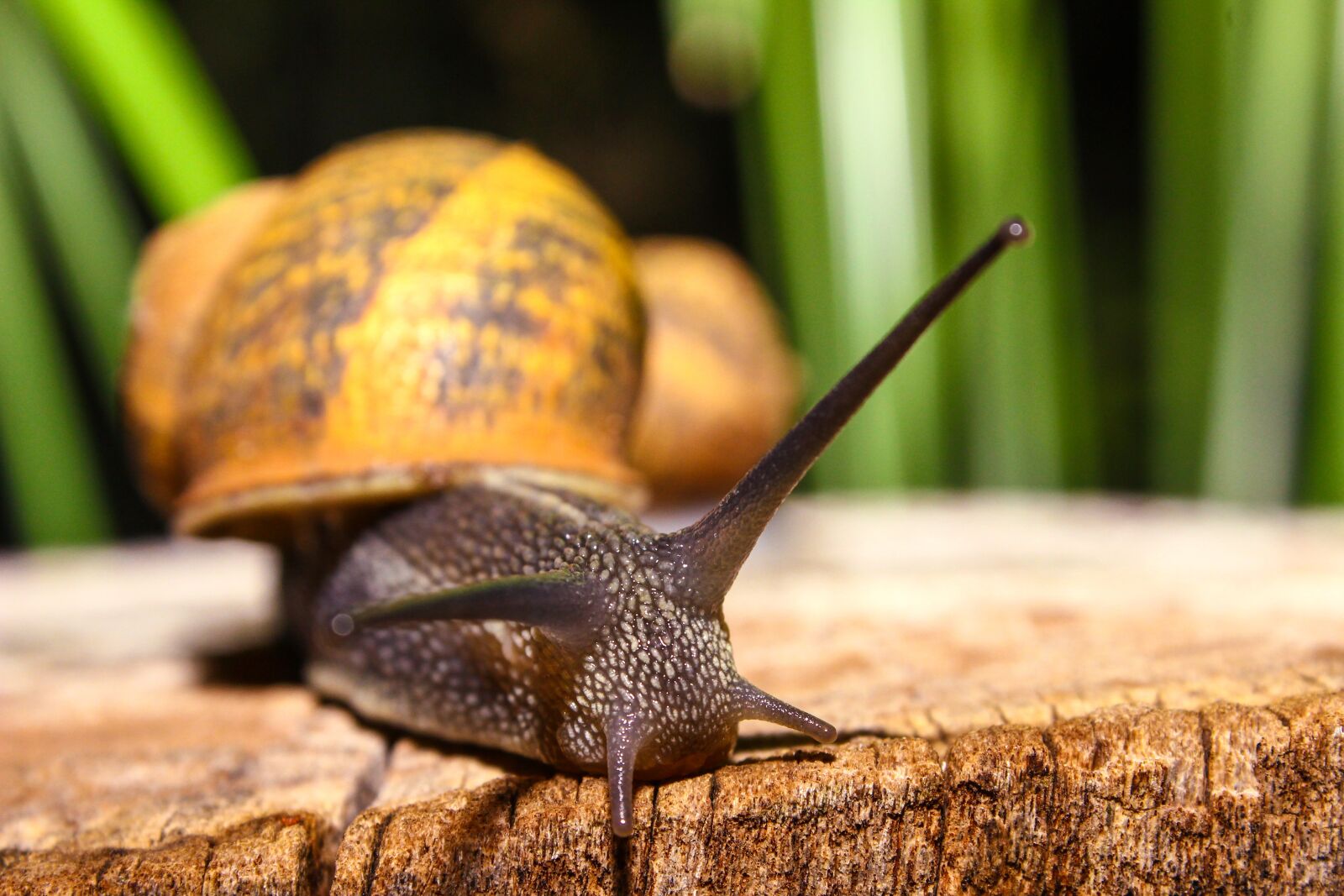 Canon EOS 600D (Rebel EOS T3i / EOS Kiss X5) sample photo. Snail, animal, nature photography