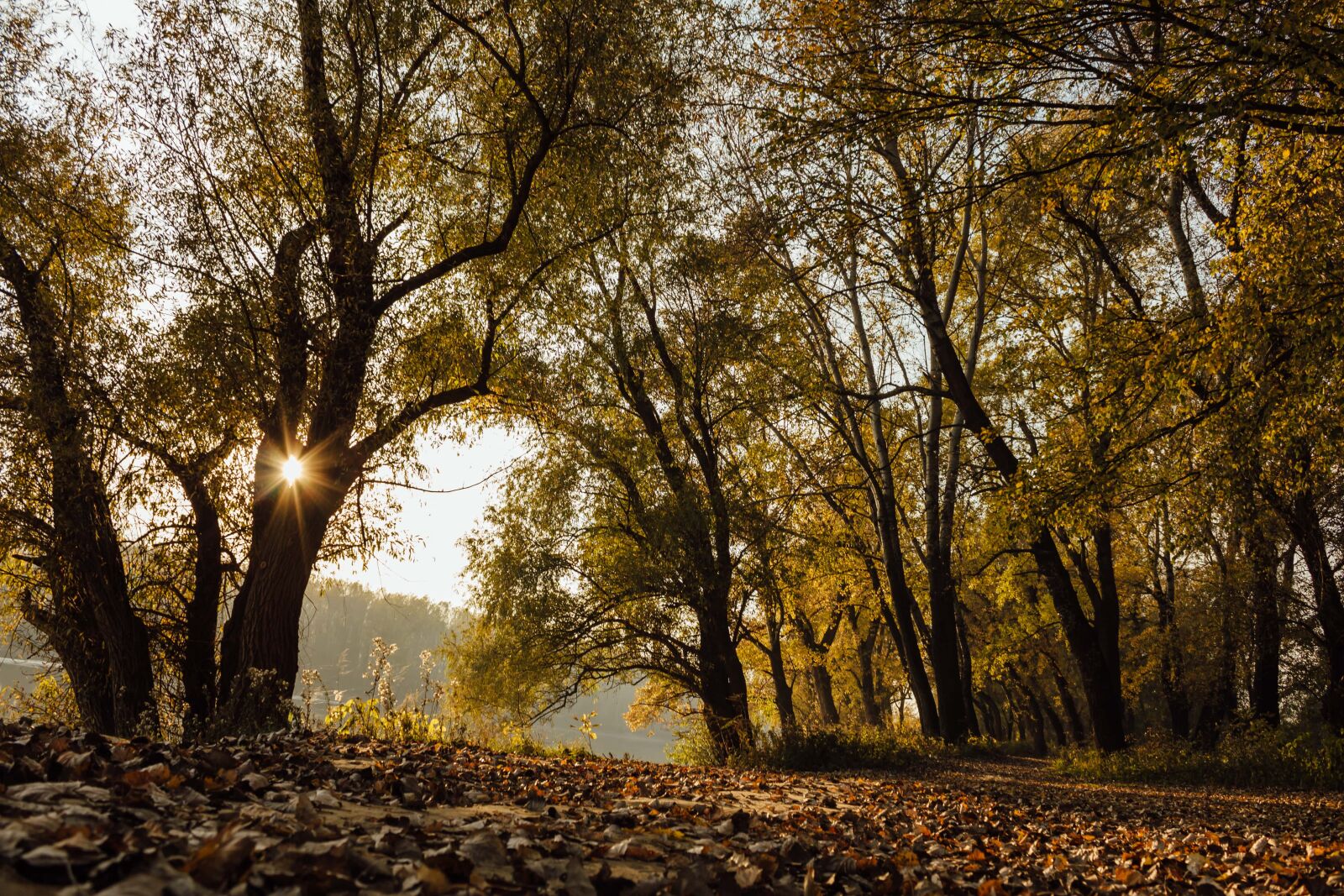 Canon EF-S 18-55mm F3.5-5.6 IS sample photo. Sunshine, shadow, sunrays, forest photography