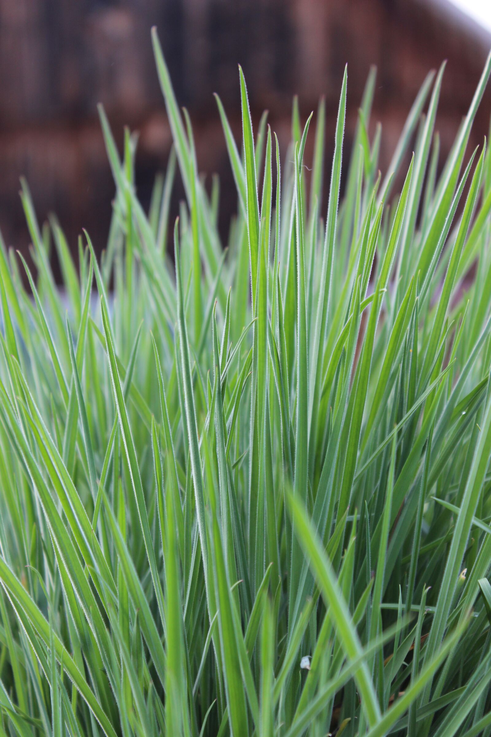 Canon EOS 600D (Rebel EOS T3i / EOS Kiss X5) sample photo. Blades of grass, meadow photography