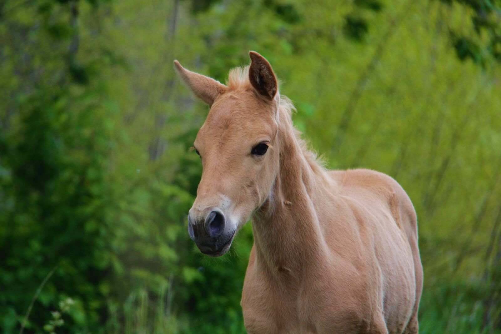 Canon EOS 600D (Rebel EOS T3i / EOS Kiss X5) + Canon EF-S 18-200mm F3.5-5.6 IS sample photo. Foal, young animal, horse photography