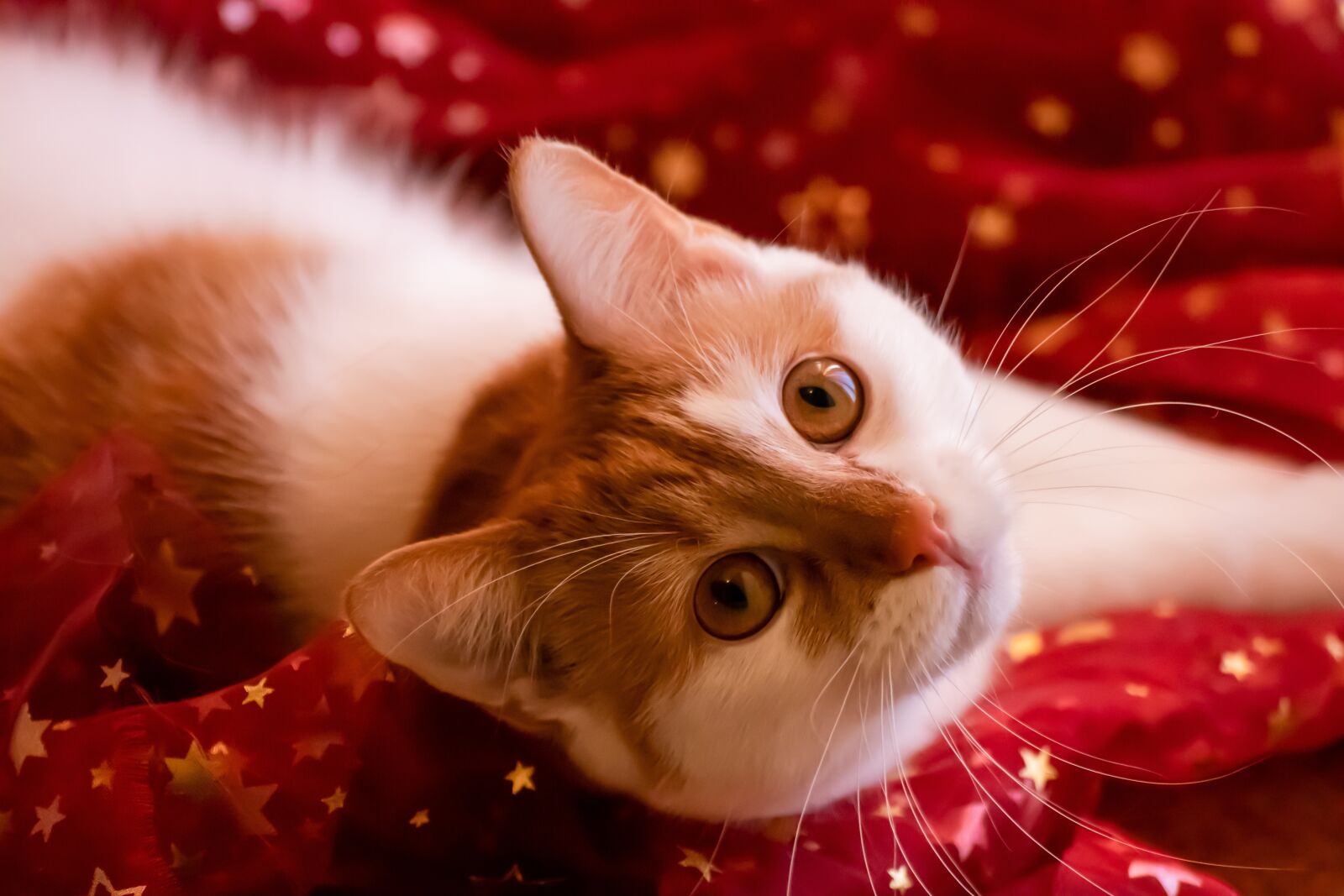 Canon EOS 200D (EOS Rebel SL2 / EOS Kiss X9) sample photo. Cat, red, christmas photography