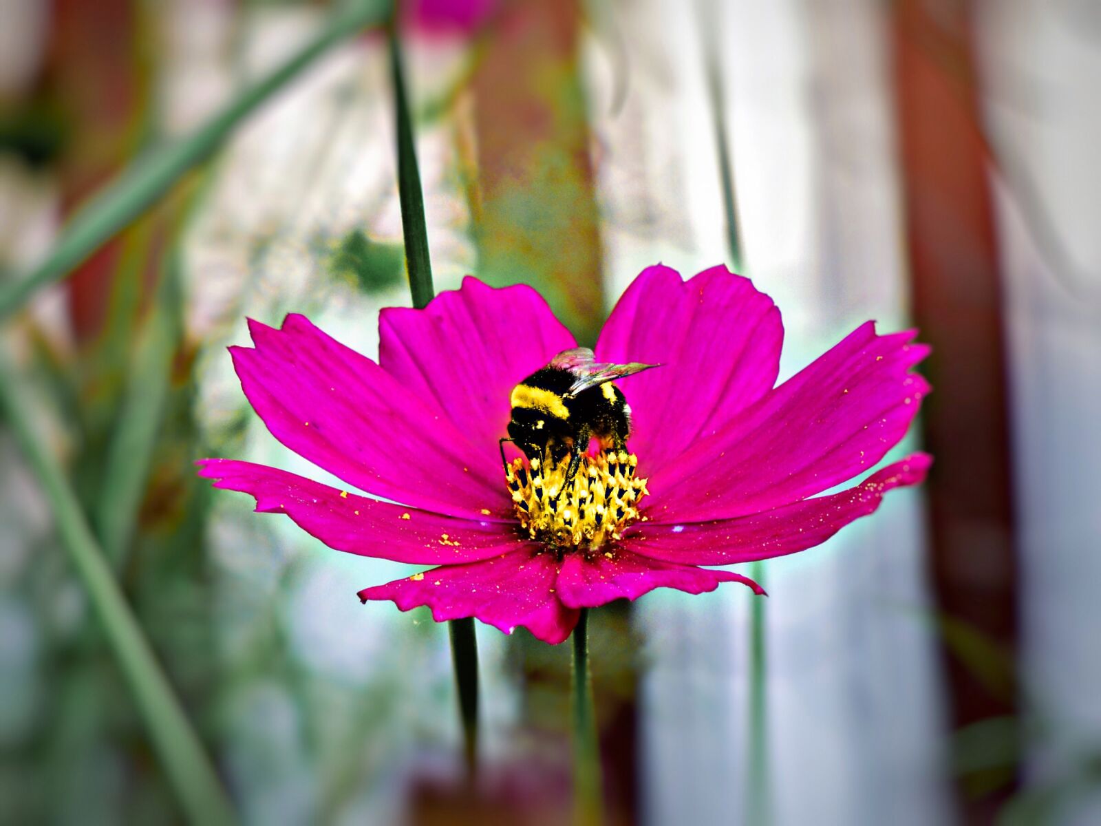 Nikon Coolpix S8200 sample photo. Hornet, bee, animal photography