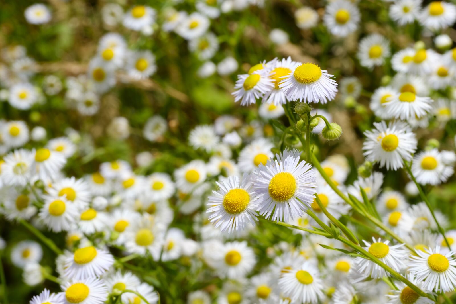 Fujifilm X-T2 + Fujifilm XF 80mm F2.8 R LM OIS WR Macro sample photo. Chamomile, medicinal plant, drug photography