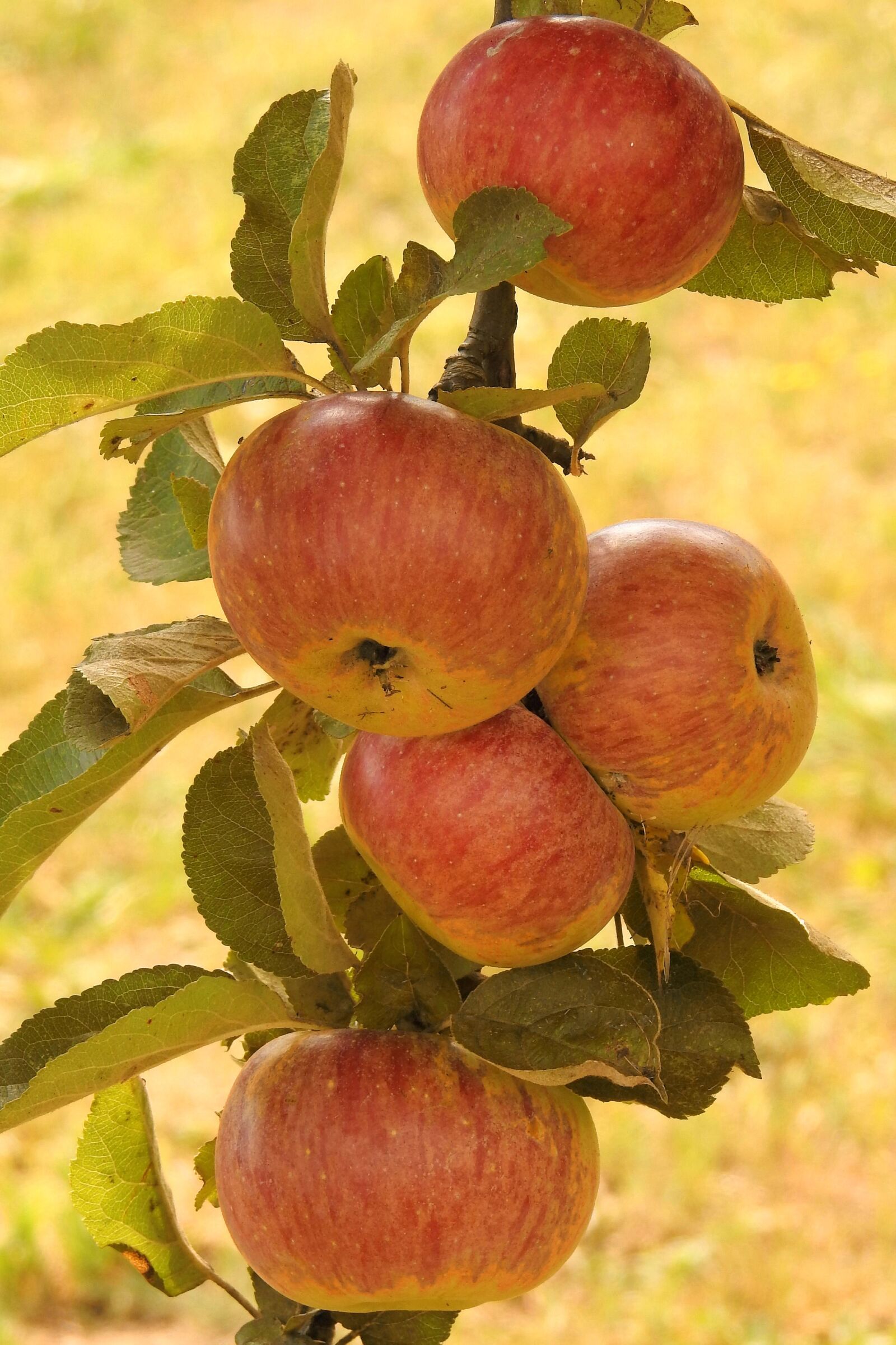 Nikon Coolpix P900 sample photo. Apple, apple tree, branch photography