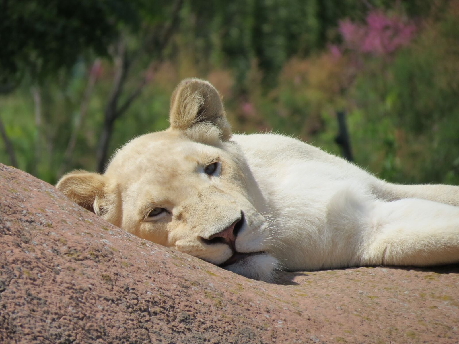 Canon PowerShot SX40 HS sample photo. Lion, white, female photography
