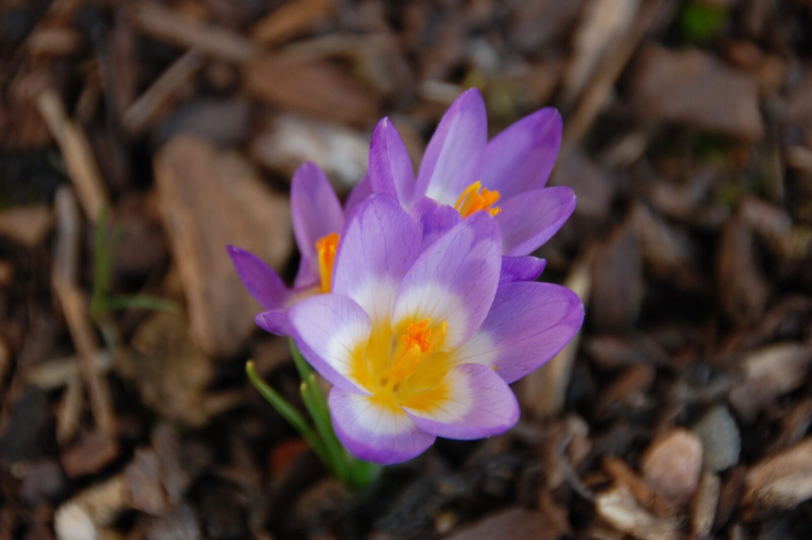 Nikon D40 sample photo. Crocus, spring, trio photography