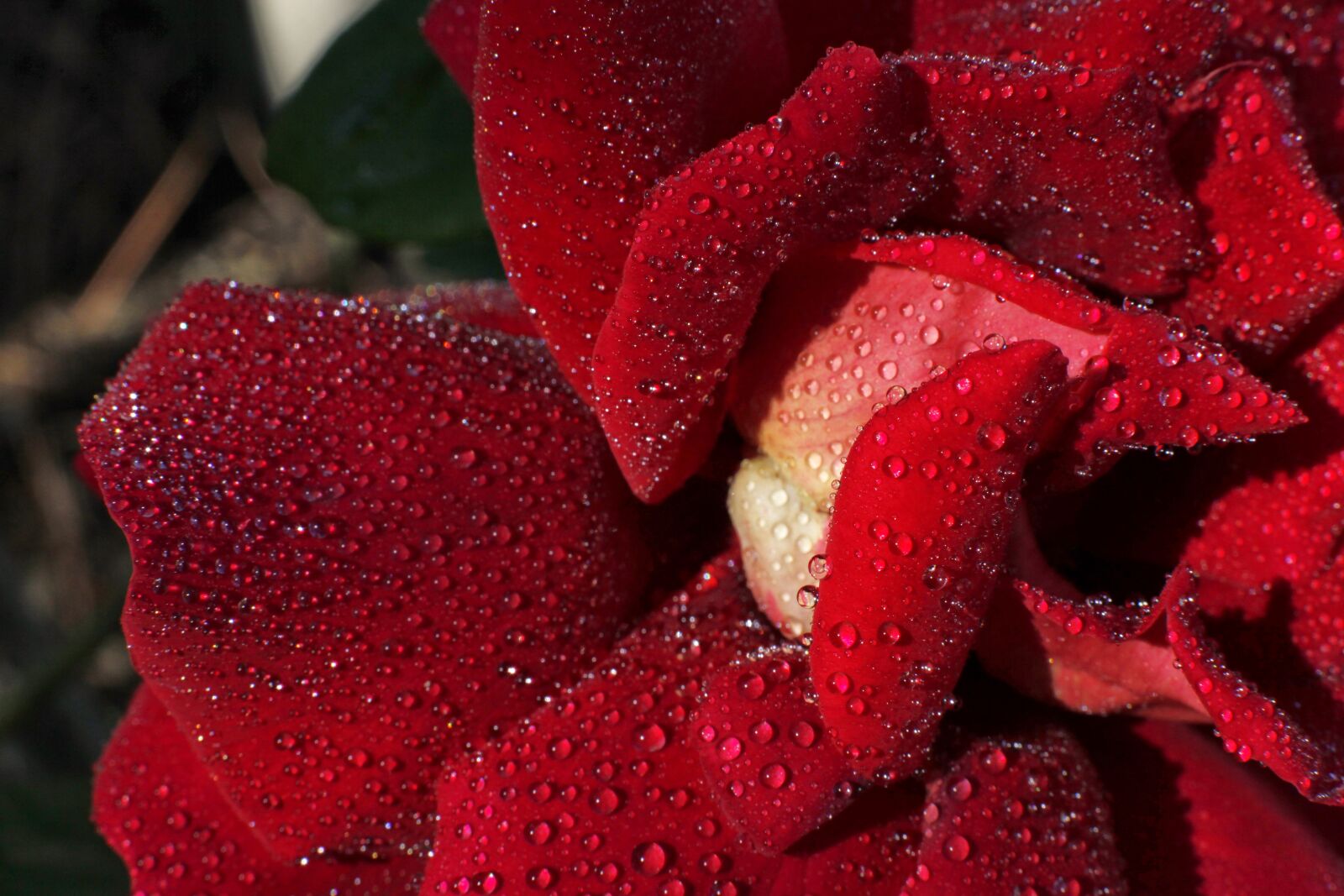 Canon EOS 5D Mark II sample photo. Rosa, petal, rose photography