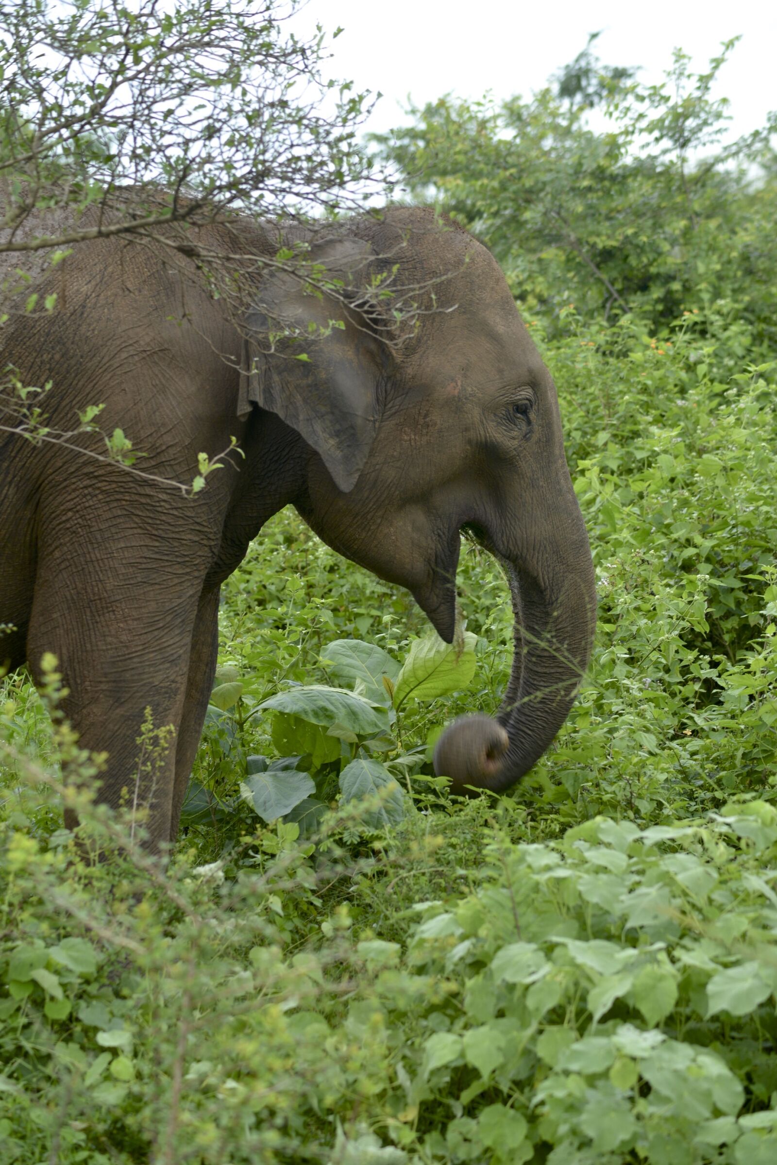 Nikon D800 sample photo. Elephant, sri, lanka, udawalawa photography