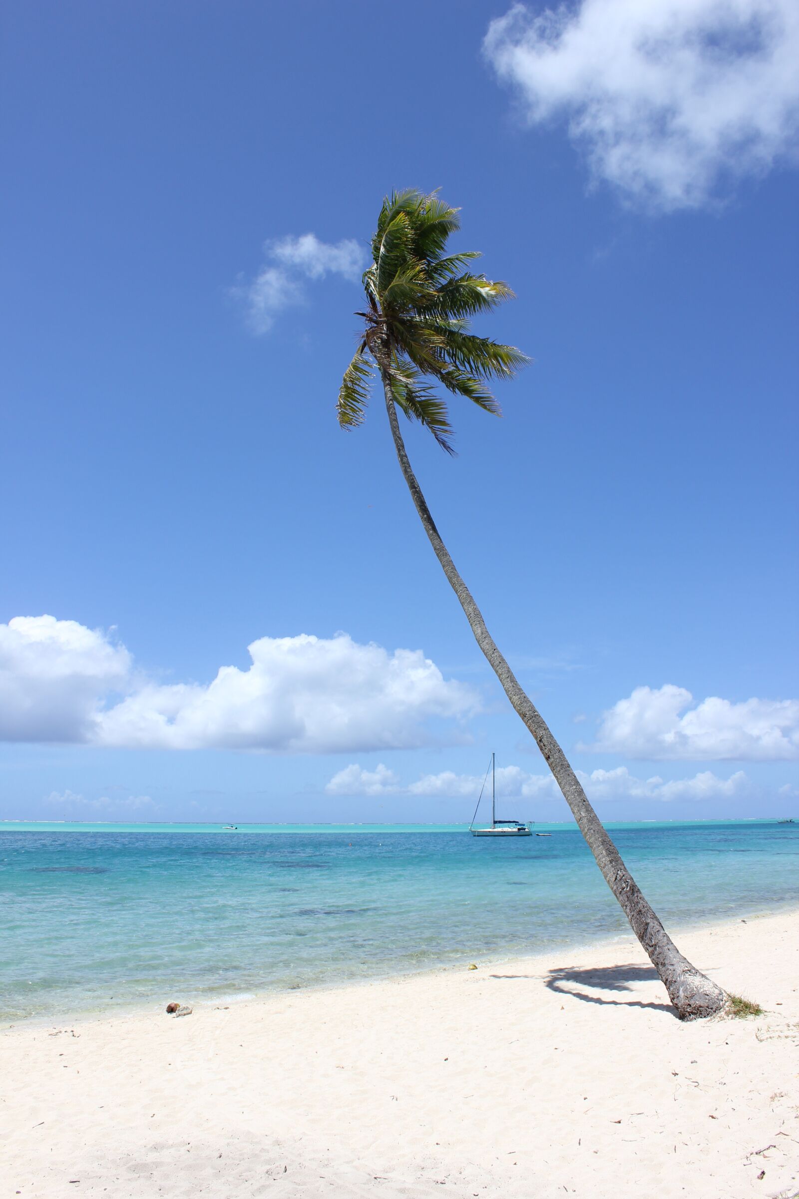 Canon EOS 550D (EOS Rebel T2i / EOS Kiss X4) sample photo. Bora bora, palm tree photography