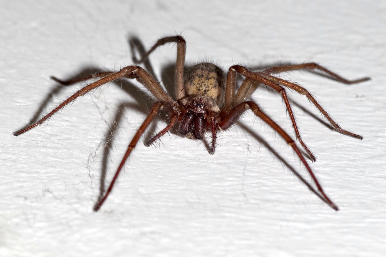 Pentax K-S2 sample photo. Spider, tegenaria domestica, terrible photography