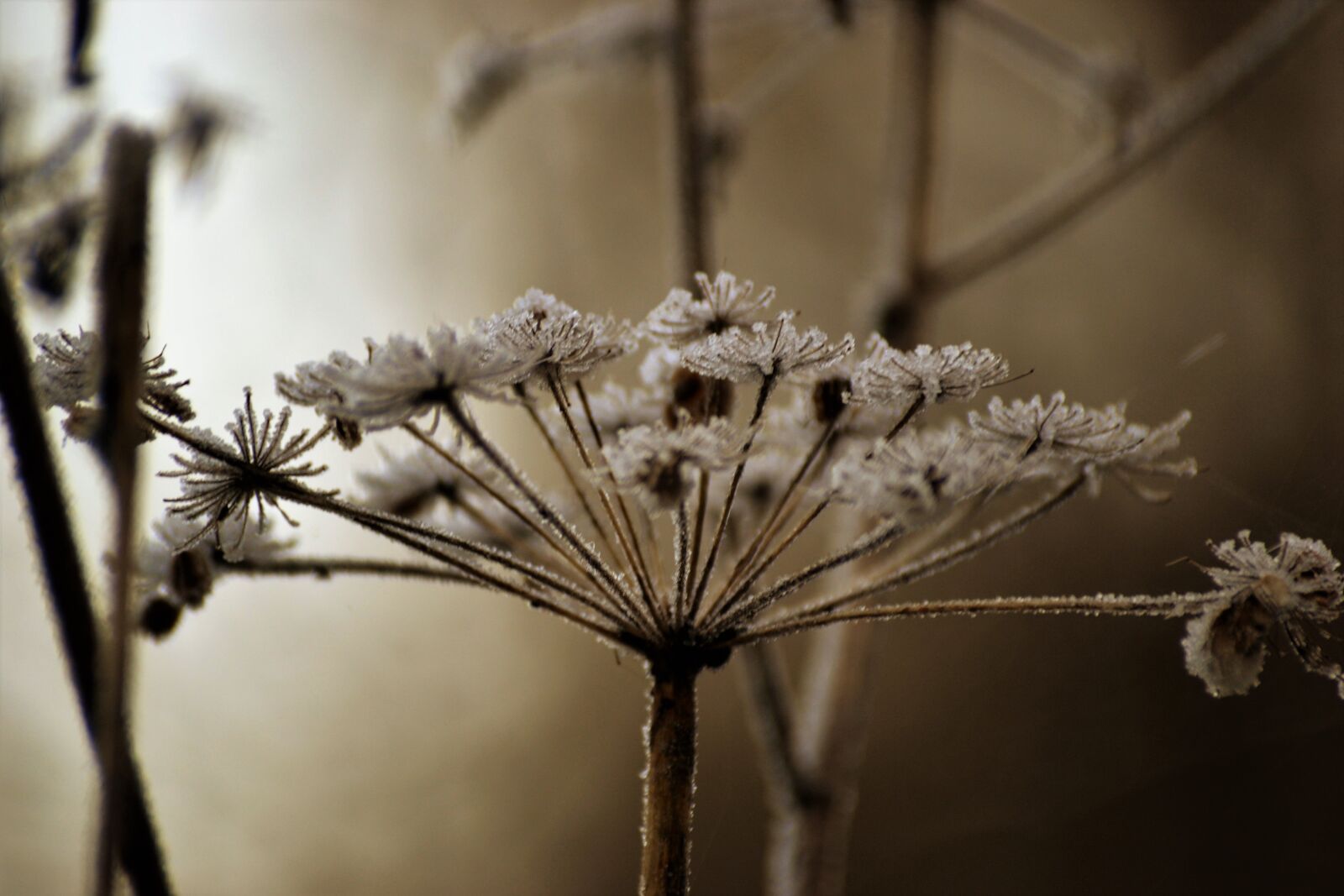 Nikon D3100 sample photo. Close, up, view, cold photography