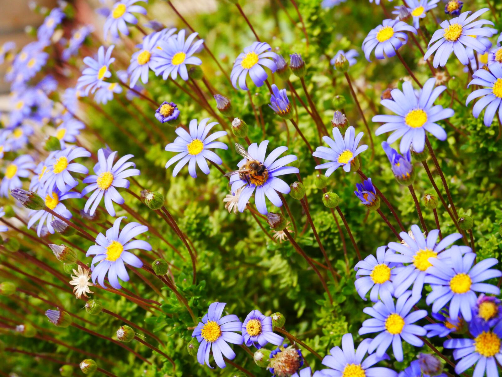 Panasonic Lumix DMC-GX85 (Lumix DMC-GX80 / Lumix DMC-GX7 Mark II) sample photo. Flowers, purple, yellow photography