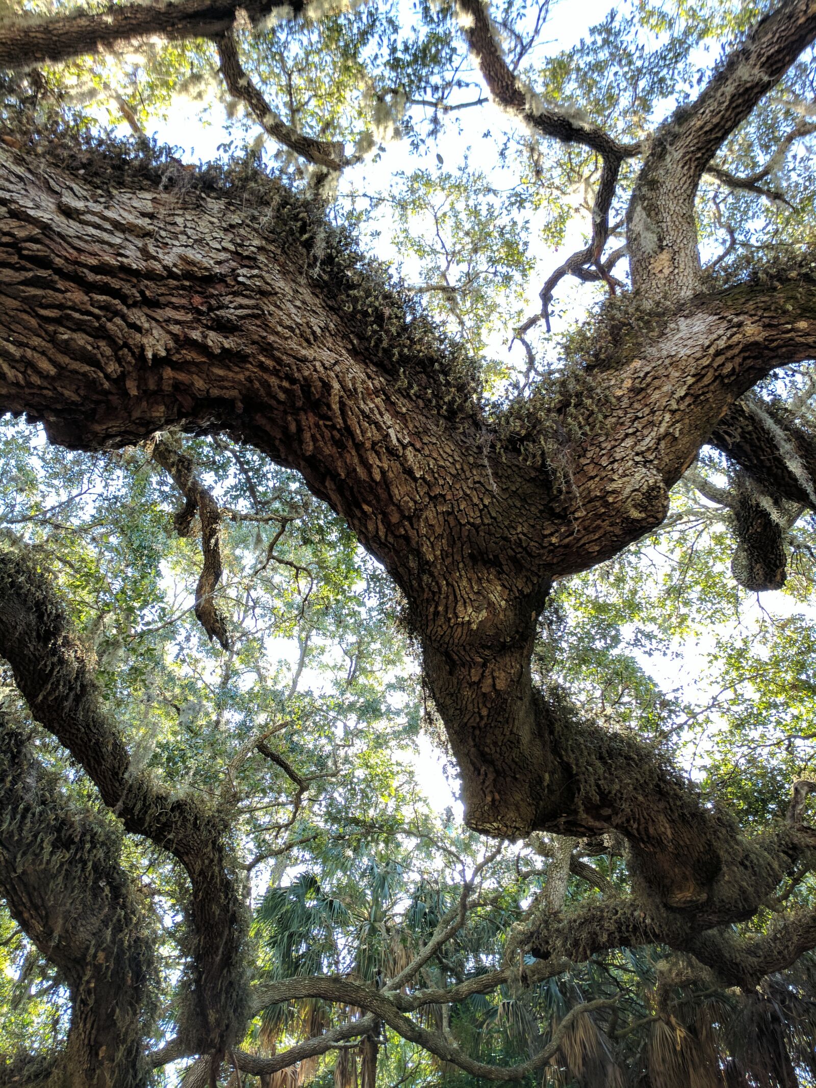 Google Pixel sample photo. Oak, trees photography