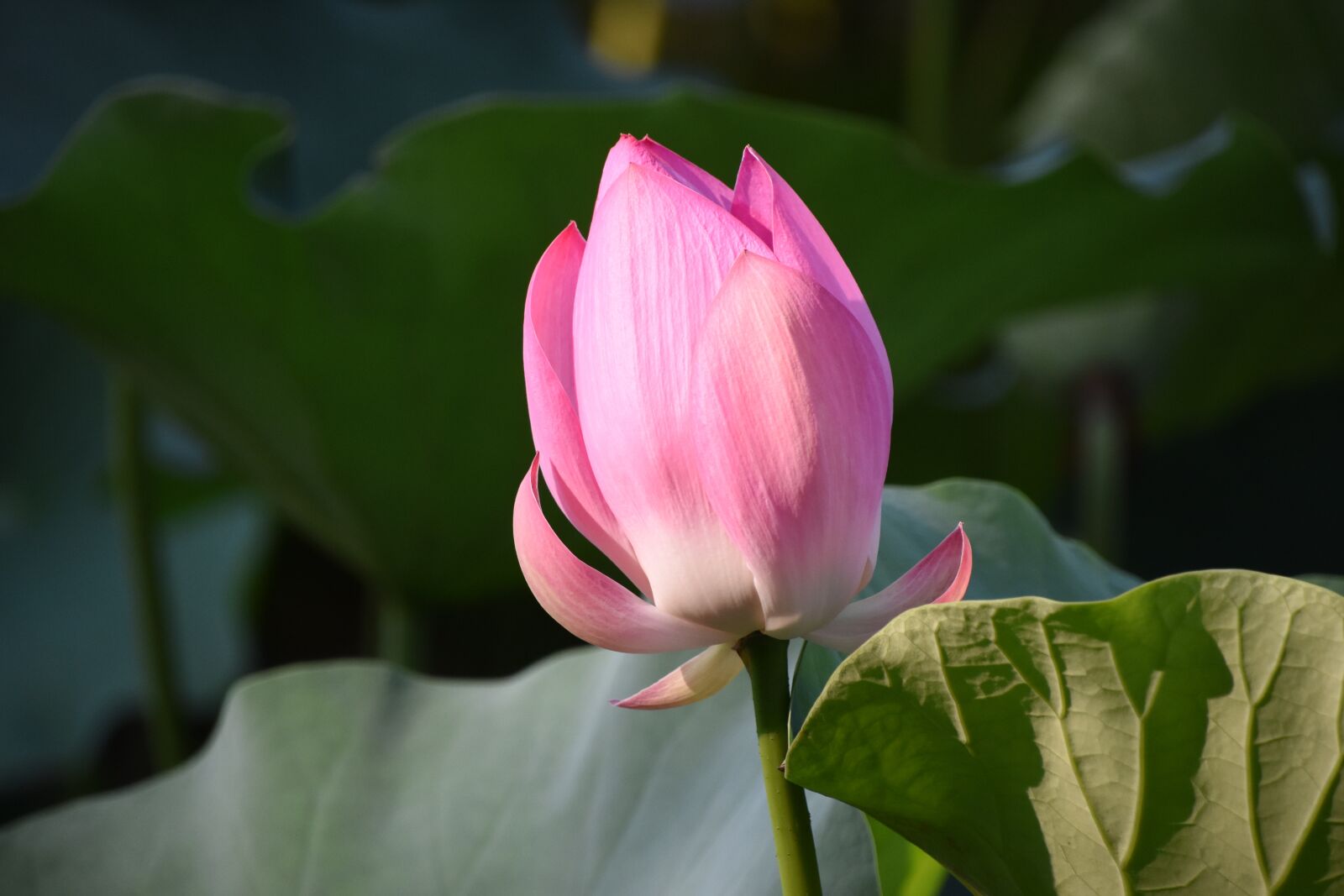 Nikon D7200 sample photo. Pink lotus, bud, flower photography