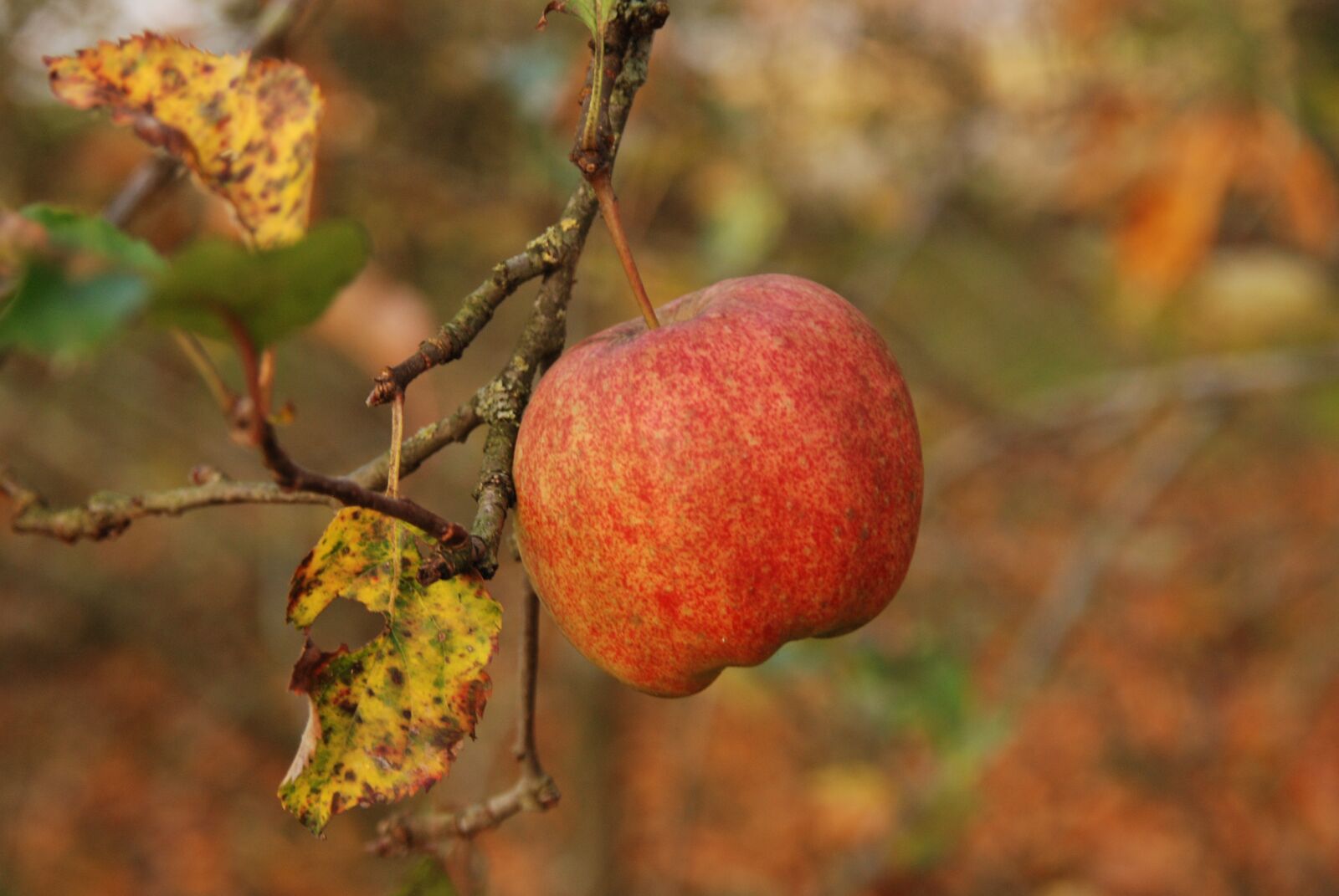 Nikon D80 sample photo. Nature, fruit, apple photography