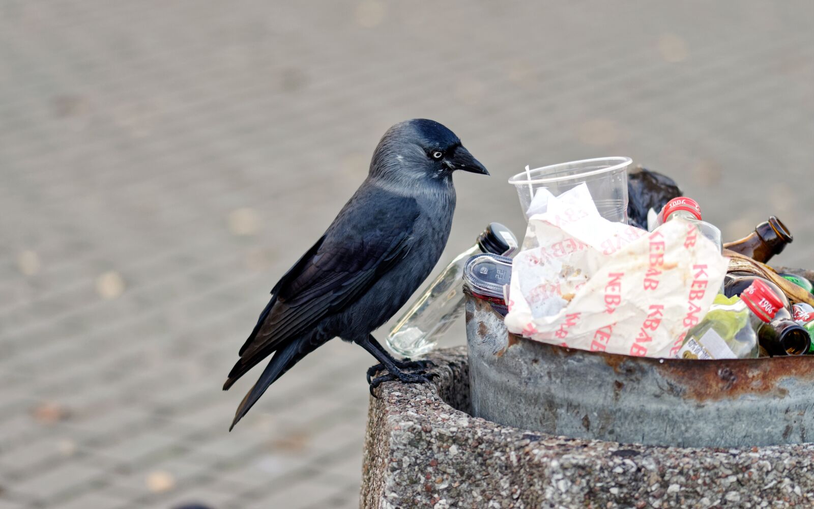 Nikon D5100 sample photo. Bird, crow, plumage photography