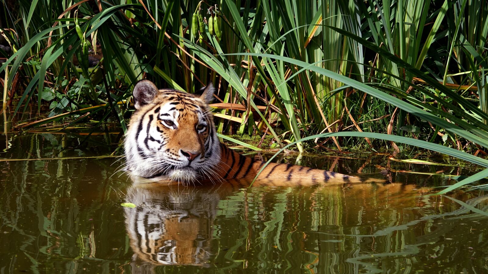 Sony Cyber-shot DSC-RX10 III sample photo. Tiger, big cat, zoo photography